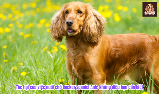 Tác hại của việc nuôi chó Cocker Spaniel Anh: Những điều bạn cần biết