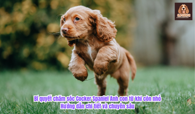 Bí quyết chăm sóc Cocker Spaniel Anh con từ khi còn nhỏ: Hướng dẫn chi tiết và chuyên sâu