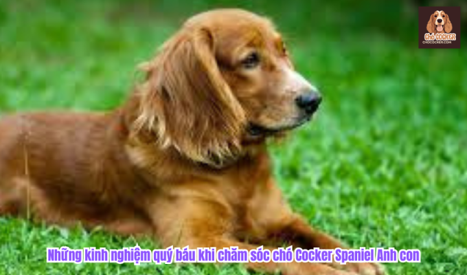 Những kinh nghiệm quý báu khi chăm sóc chó Cocker Spaniel Anh con