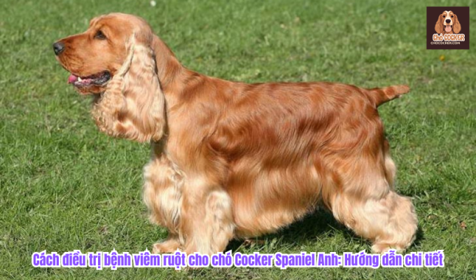 Cách điều trị bệnh viêm ruột cho chó Cocker Spaniel Anh: Hướng dẫn chi tiết