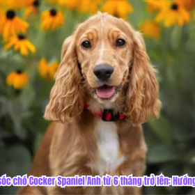 Cách chăm sóc chó Cocker Spaniel Anh từ 6 tháng trở lên: Hướng dẫn chi tiết