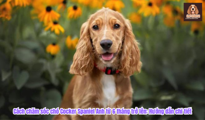 Cách chăm sóc chó Cocker Spaniel Anh từ 6 tháng trở lên: Hướng dẫn chi tiết