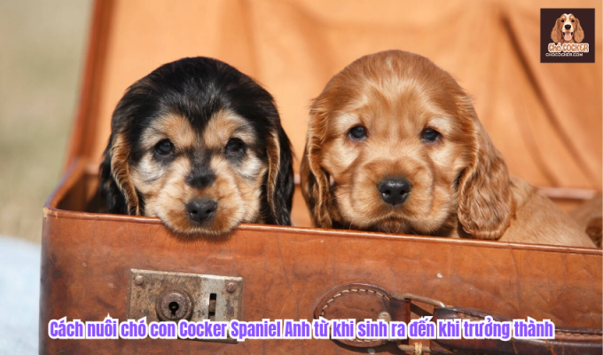 Cách nuôi chó con Cocker Spaniel Anh từ khi sinh ra đến khi trưởng thành