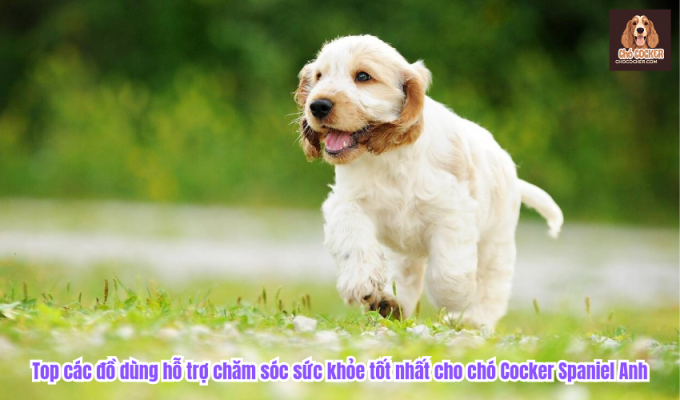 Top các đồ dùng hỗ trợ chăm sóc sức khỏe tốt nhất cho chó Cocker Spaniel Anh