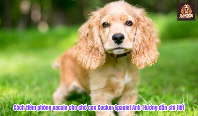 Cách tiêm phòng vacxin cho chó con Cocker Spaniel Anh: Hướng dẫn chi tiết