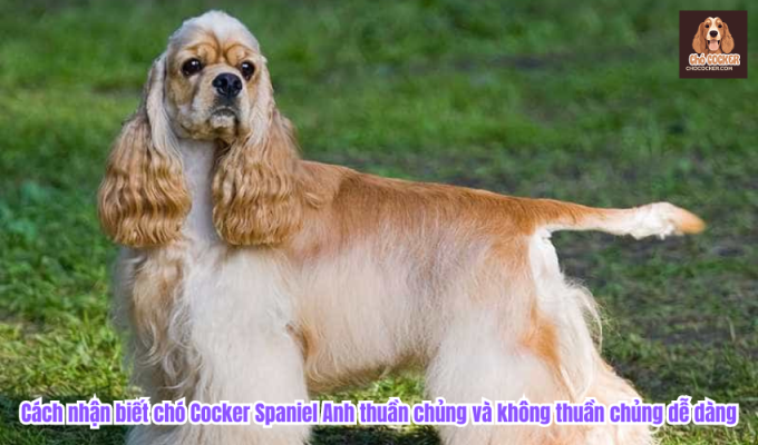 Cách nhận biết chó Cocker Spaniel Anh thuần chủng và không thuần chủng dễ dàng