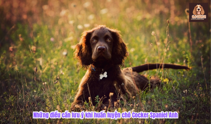 Những điều cần lưu ý khi huấn luyện chó Cocker Spaniel Anh