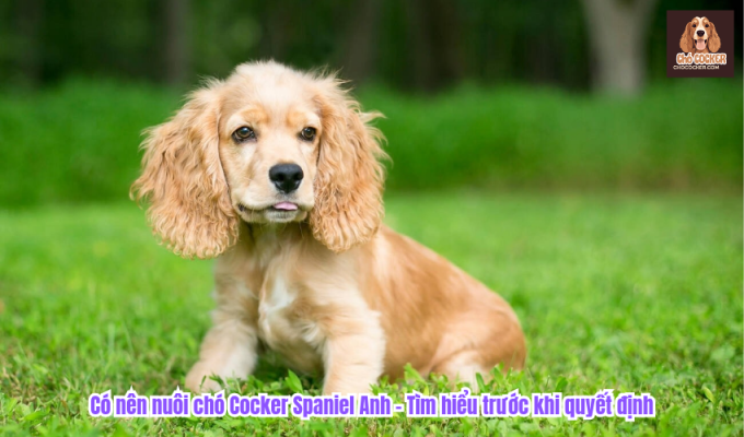 Có nên nuôi chó Cocker Spaniel Anh - Tìm hiểu trước khi quyết định