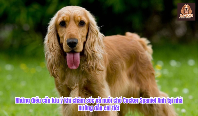 Những điều cần lưu ý khi chăm sóc và nuôi chó Cocker Spaniel Anh tại nhà: Hướng dẫn chi tiết