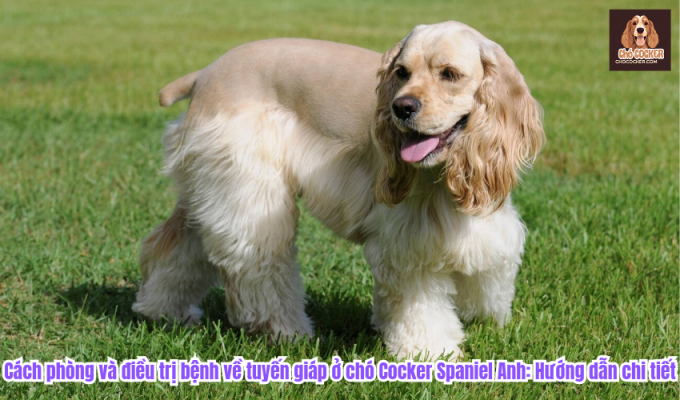 Cách phòng và điều trị bệnh về tuyến giáp ở chó Cocker Spaniel Anh: Hướng dẫn chi tiết