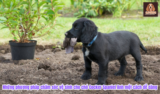 Những phương pháp chăm sóc vệ sinh cho chó Cocker Spaniel Anh một cách dễ dàng