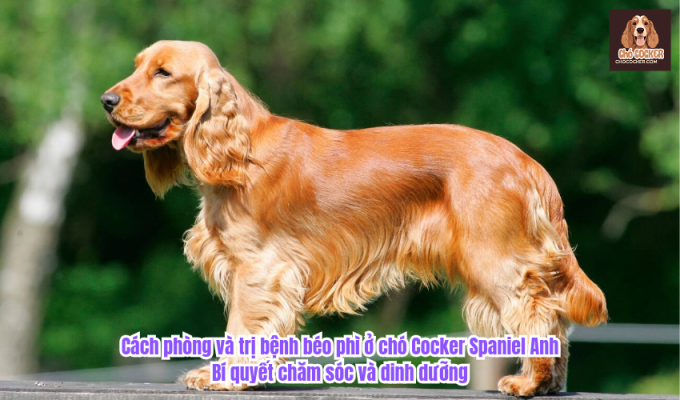 Cách phòng và trị bệnh béo phì ở chó Cocker Spaniel Anh: Bí quyết chăm sóc và dinh dưỡng