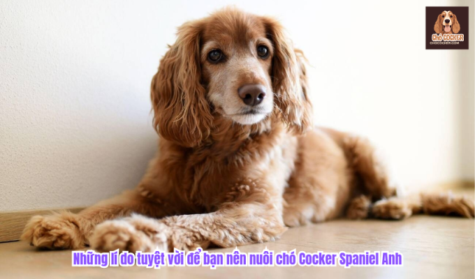 Những lí do tuyệt vời để bạn nên nuôi chó Cocker Spaniel Anh