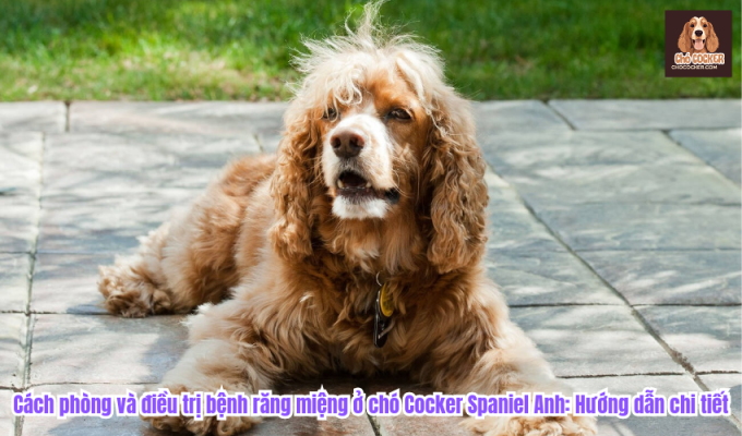 Cách phòng và điều trị bệnh răng miệng ở chó Cocker Spaniel Anh: Hướng dẫn chi tiết