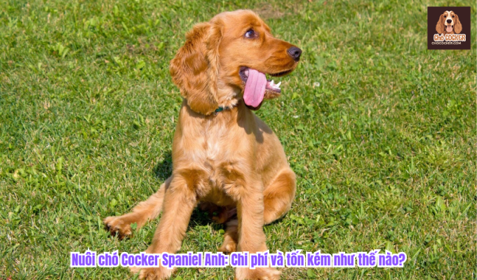 Nuôi chó Cocker Spaniel Anh: Chi phí và tốn kém như thế nào?