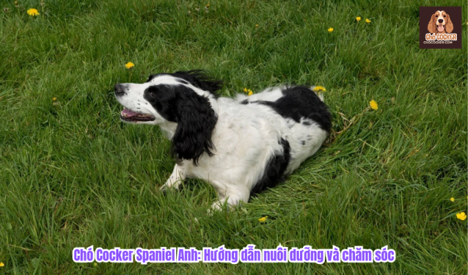 Chó Cocker Spaniel Anh: Hướng dẫn nuôi dưỡng và chăm sóc