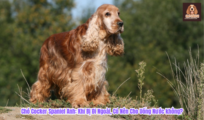 Chó Cocker Spaniel Anh: Khi Bị Đi Ngoài, Có Nên Cho Uống Nước không?