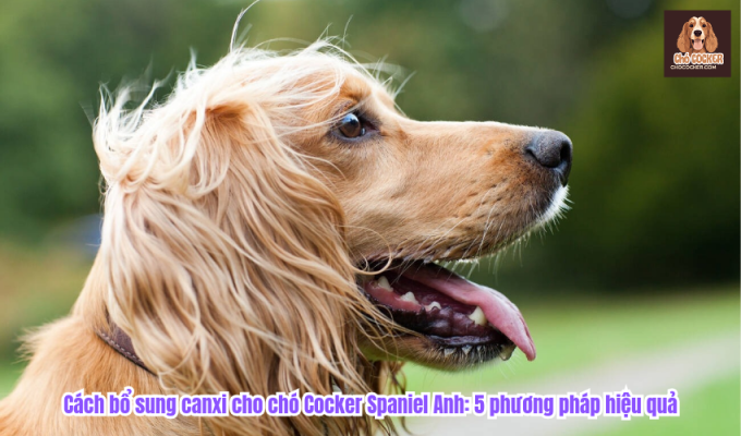 Cách bổ sung canxi cho chó Cocker Spaniel Anh: 5 phương pháp hiệu quả