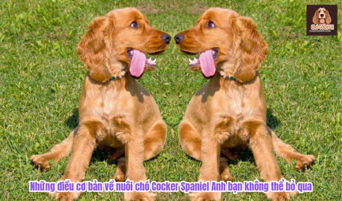 Những điều cơ bản về nuôi chó Cocker Spaniel Anh bạn không thể bỏ qua