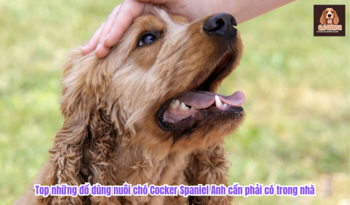 Top những đồ dùng nuôi chó Cocker Spaniel Anh cần phải có trong nhà