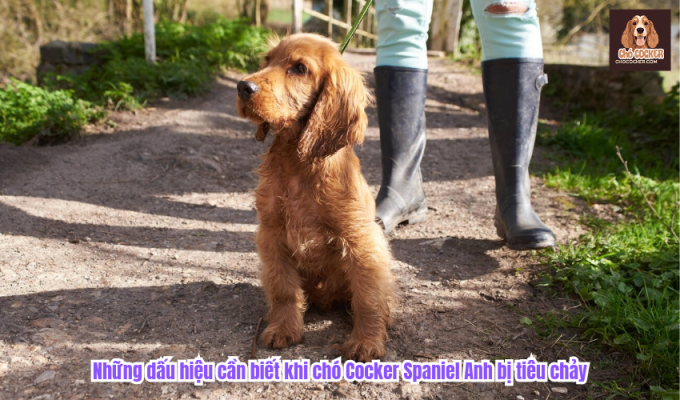 Những dấu hiệu cần biết khi chó Cocker Spaniel Anh bị tiêu chảy