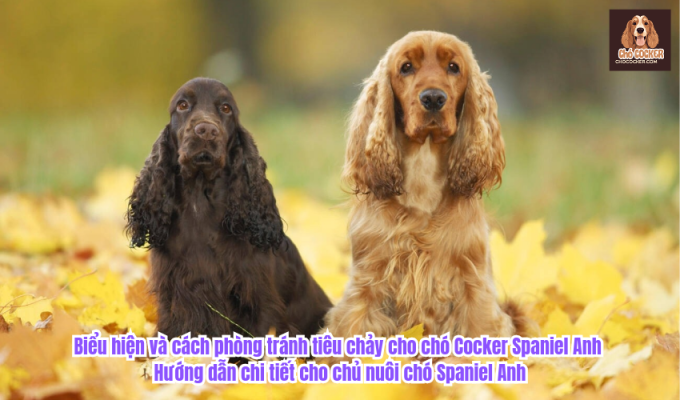 Biểu hiện và cách phòng tránh tiêu chảy cho chó Cocker Spaniel Anh - Hướng dẫn chi tiết cho chủ nuôi chó Spaniel Anh