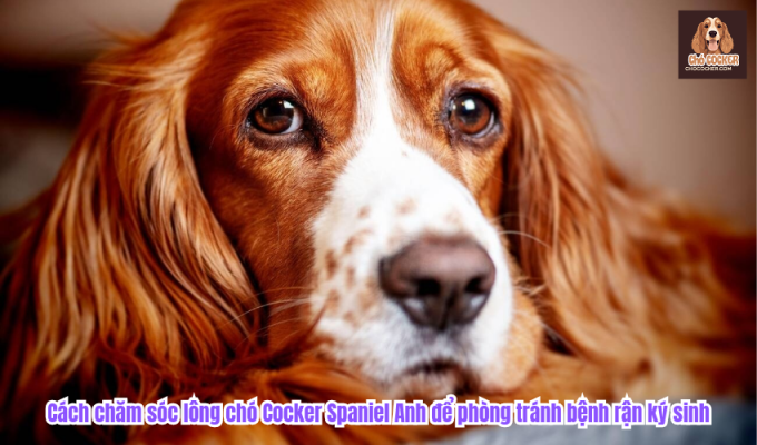 Cách chăm sóc lông chó Cocker Spaniel Anh để phòng tránh bệnh rận ký sinh