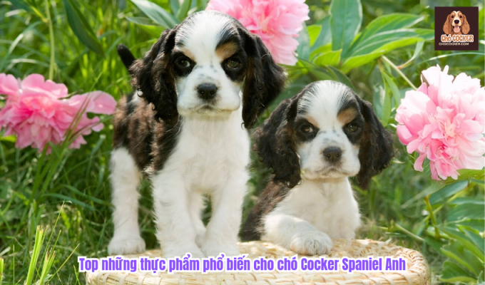 Top những thực phẩm phổ biến cho chó Cocker Spaniel Anh