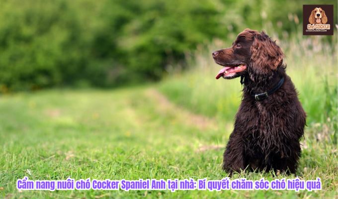 Cẩm nang nuôi chó Cocker Spaniel Anh tại nhà: Bí quyết chăm sóc chó hiệu quả