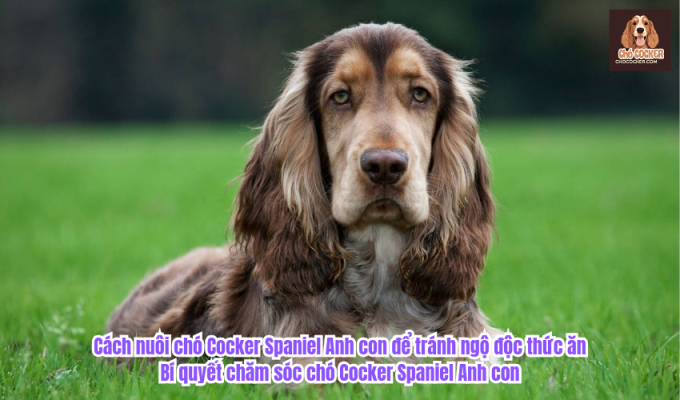 Cách nuôi chó Cocker Spaniel Anh con để tránh ngộ độc thức ăn: Bí quyết chăm sóc chó Cocker Spaniel Anh con