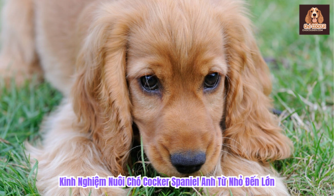 Kinh Nghiệm Nuôi Chó Cocker Spaniel Anh Từ Nhỏ Đến Lớn