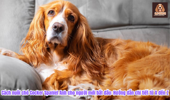 Cách nuôi chó Cocker Spaniel Anh cho người mới bắt đầu: Hướng dẫn chi tiết từ A đến Z