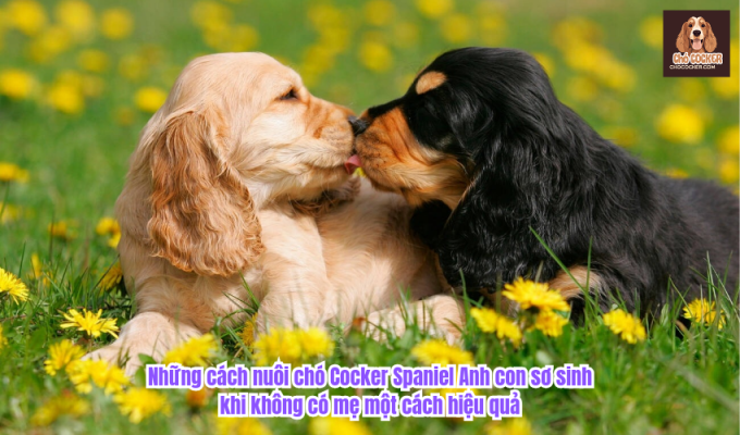 Những cách nuôi chó Cocker Spaniel Anh con sơ sinh khi không có mẹ một cách hiệu quả