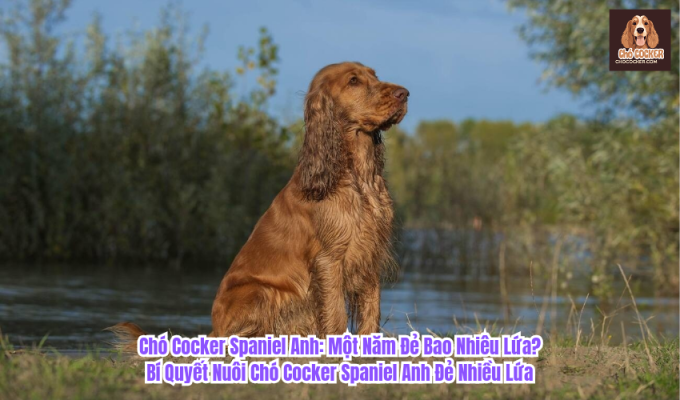 Chó Cocker Spaniel Anh: Một Năm Đẻ Bao Nhiêu Lứa? Bí Quyết Nuôi Chó Cocker Spaniel Anh Đẻ Nhiều Lứa