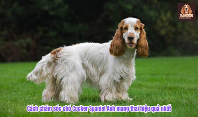 Cách chăm sóc chó Cocker Spaniel Anh mang thai hiệu quả nhất