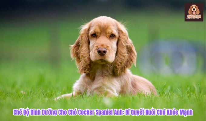 Chế Độ Dinh Dưỡng Cho Chó Cocker Spaniel Anh: Bí Quyết Nuôi Chó Khỏe Mạnh