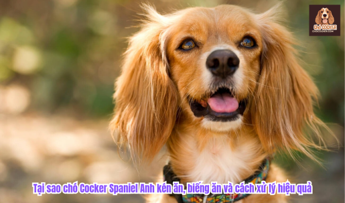 Tại sao chó Cocker Spaniel Anh kén ăn, biếng ăn và cách xử lý hiệu quả