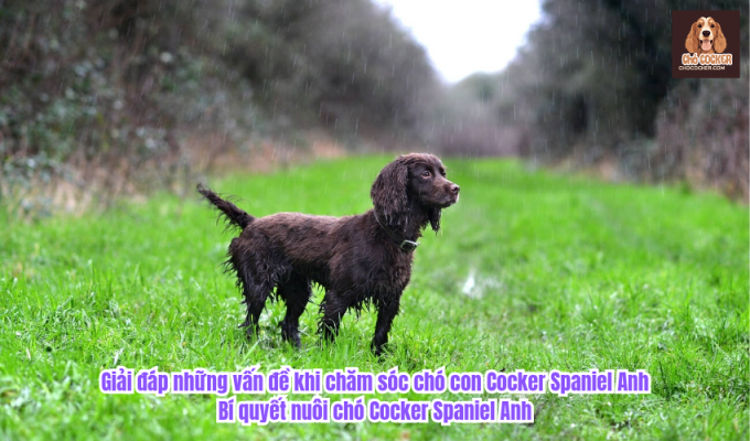 Giải đáp những vấn đề khi chăm sóc chó con Cocker Spaniel Anh: Bí quyết nuôi chó Cocker Spaniel Anh