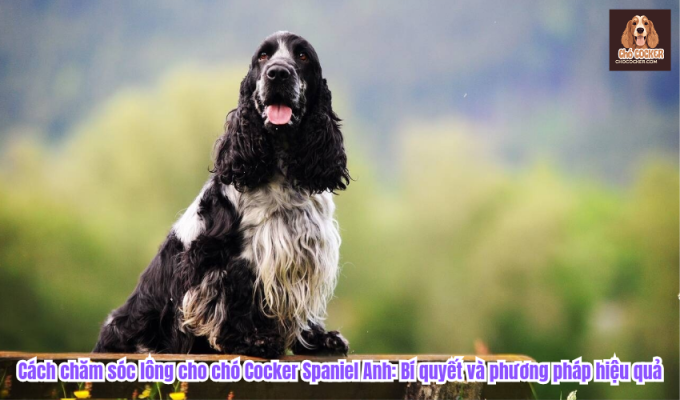 Cách chăm sóc lông cho chó Cocker Spaniel Anh: Bí quyết và phương pháp hiệu quả