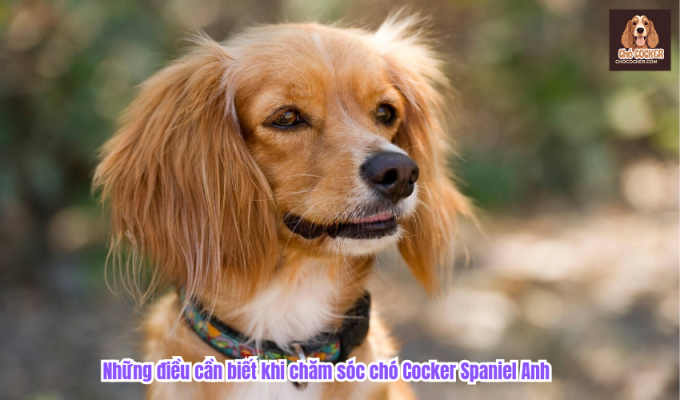 Những điều cần biết khi chăm sóc chó Cocker Spaniel Anh