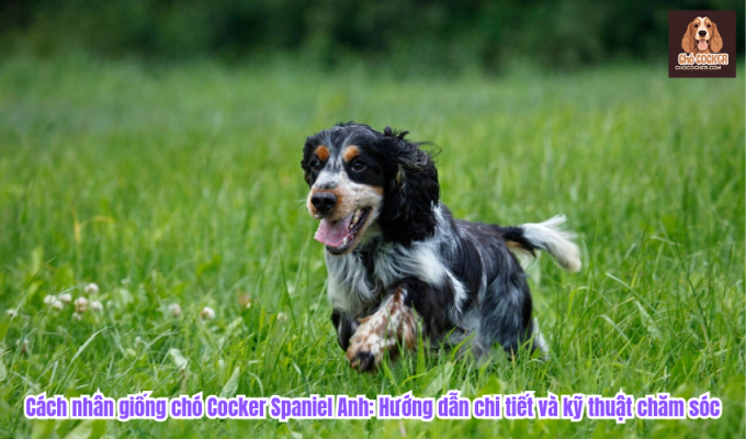 Cách nhân giống chó Cocker Spaniel Anh: Hướng dẫn chi tiết và kỹ thuật chăm sóc